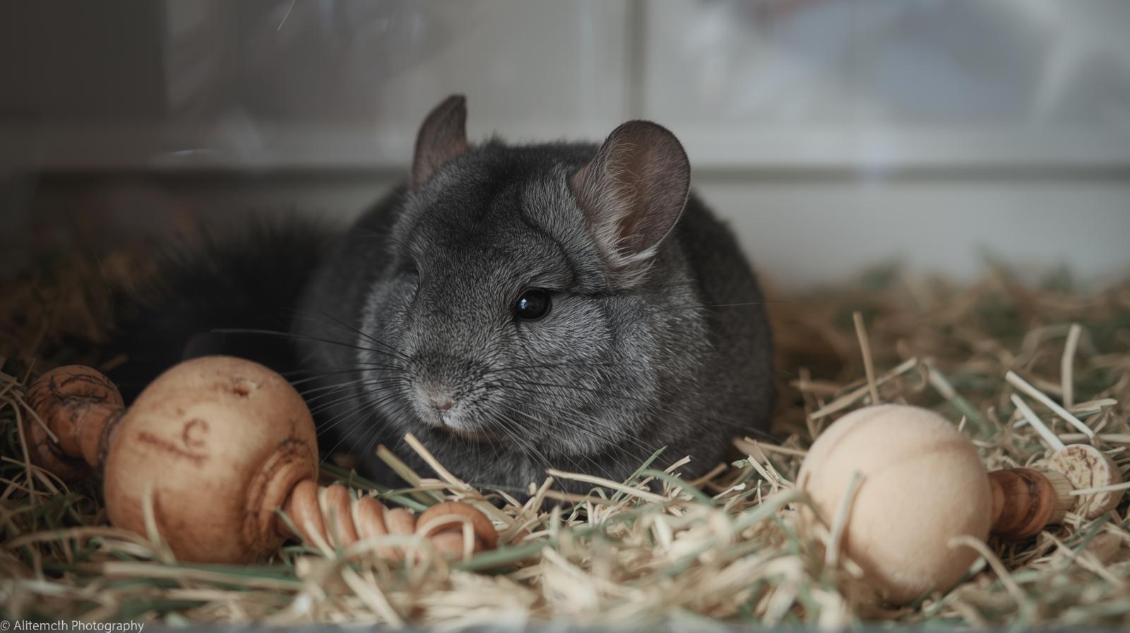 chinchilla blog image-1 Cute chinchilla in cage - Copyrighted by ChillyPuffs